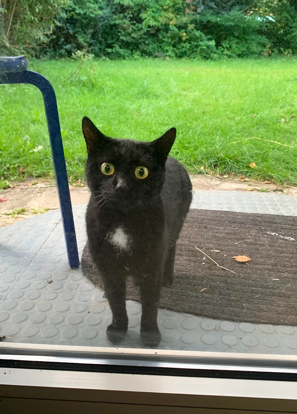 The neighbours cat, when I call my cats in for breakfast. Poor guy.