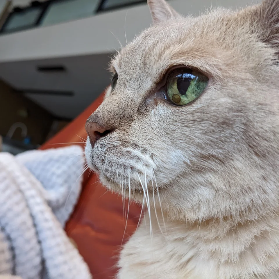 Does anyone know what the object in Jasper's eye is? It floats freely and has been there for at least 10 years. His vet doesn't know, but doesn't think it's hurting him in any way - He's a healthy 20 year old boy :)