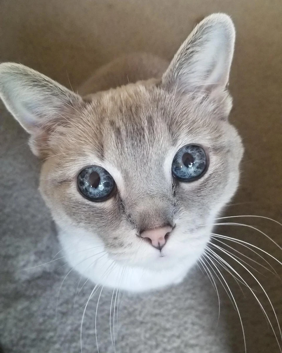 My grandmother's cat has amazing eyes!