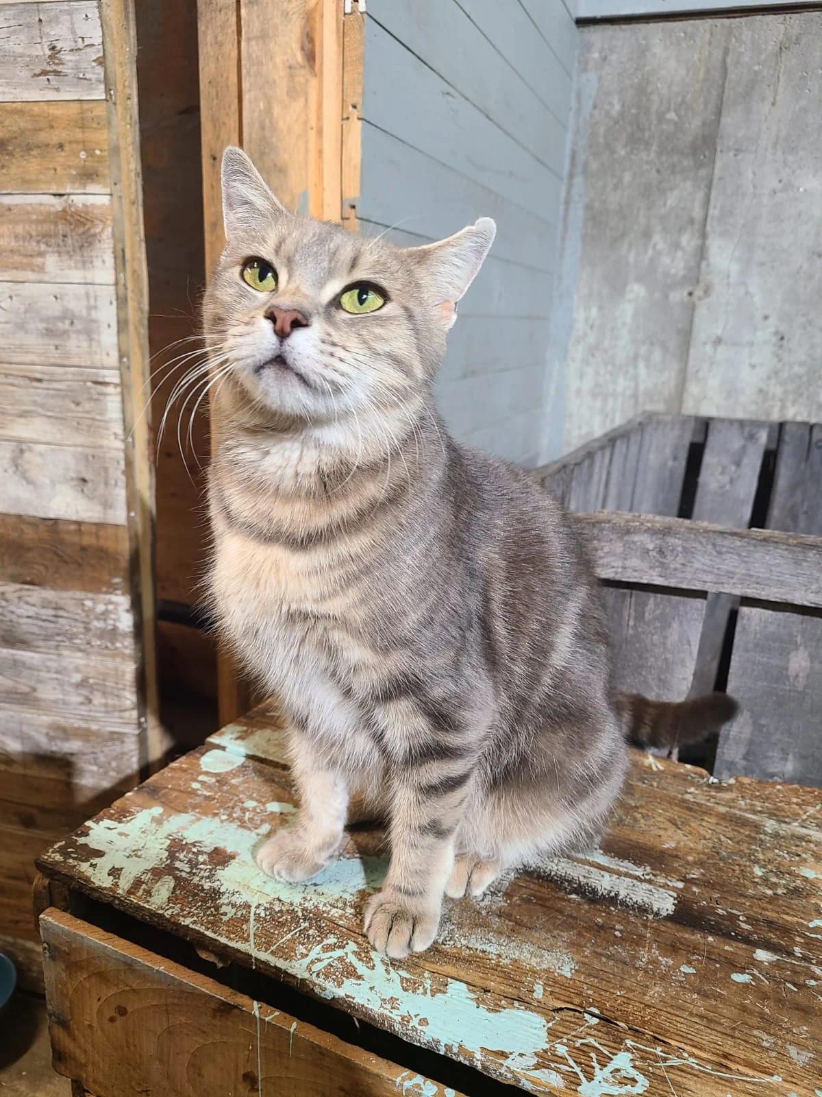 This pretty lady decided our barn was a good location to have her litter of kittens, lucky us :)