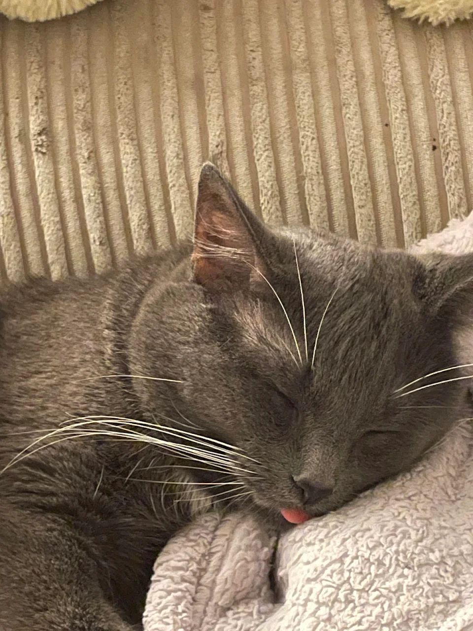 Looked over and my cat was sleeping with his tongue sticking out.
