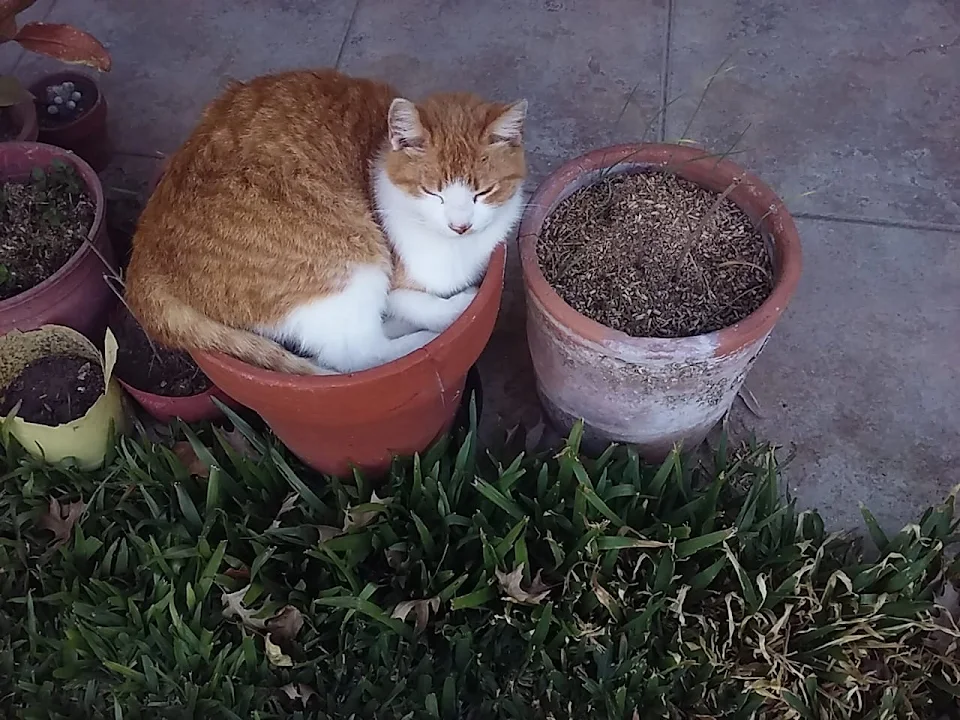 My new cat-plant