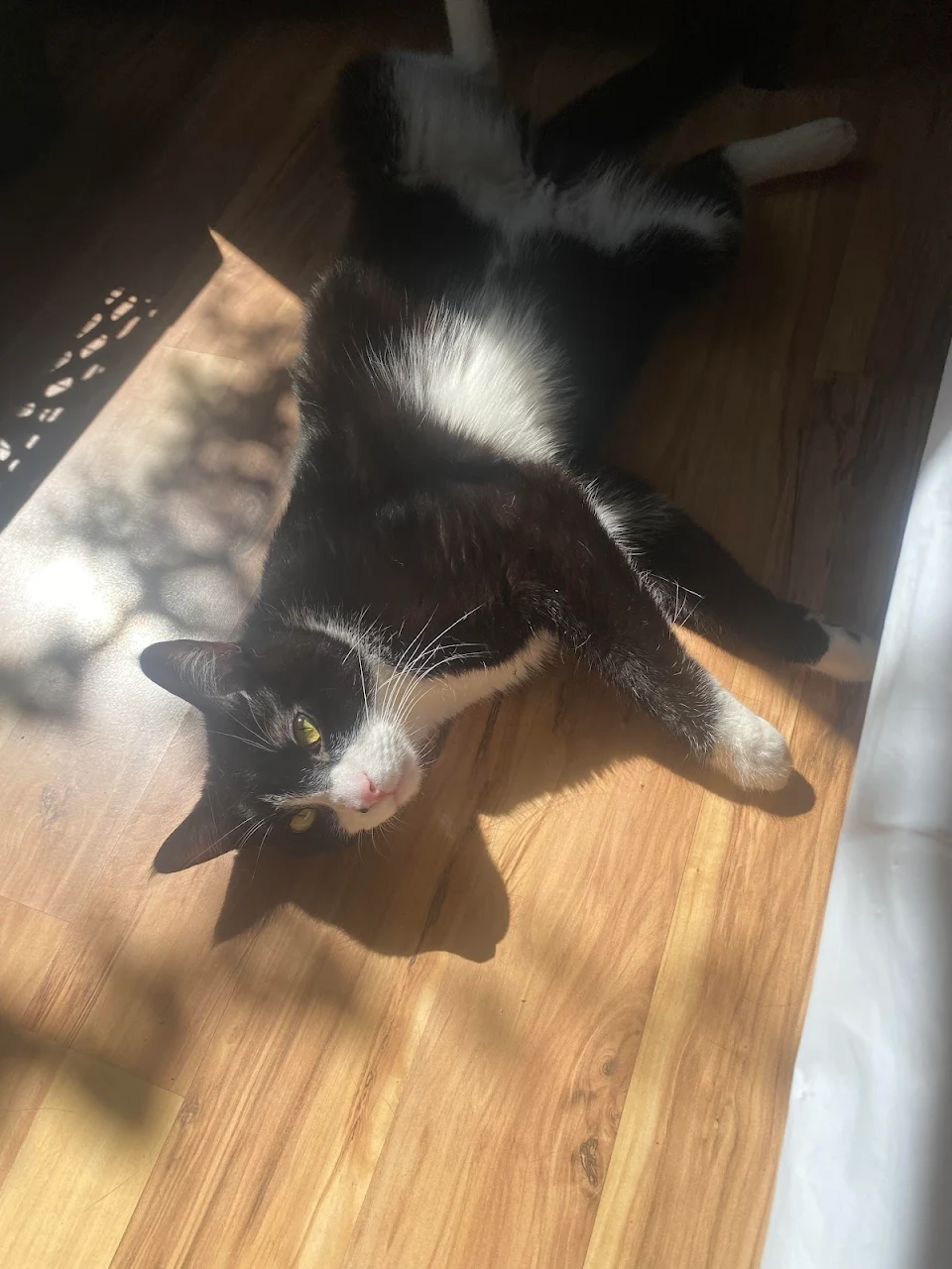 My meow meow sunbathing