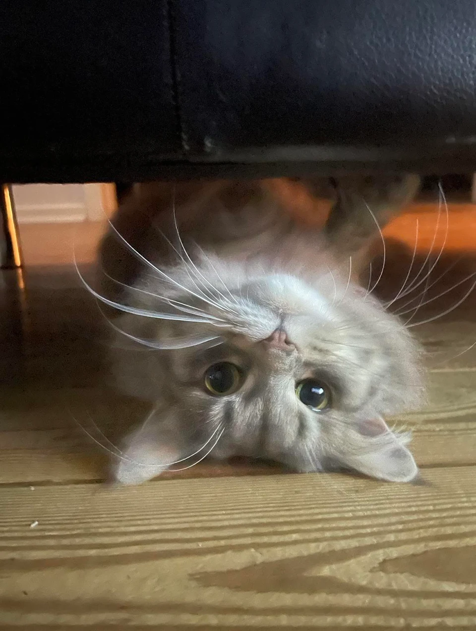 My 1 year old cat under our sofa