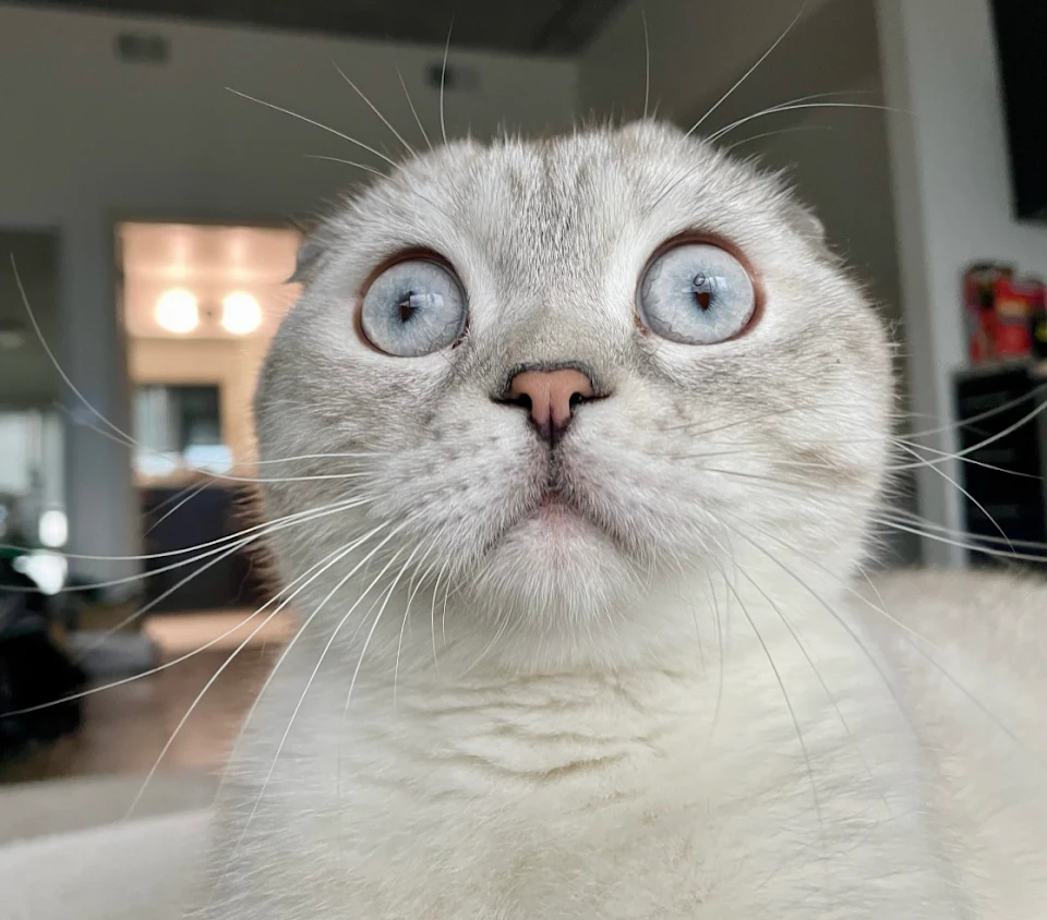 Miso is my 1 year old Scottish Fold who always looks like she’s recalling the horrors of war.