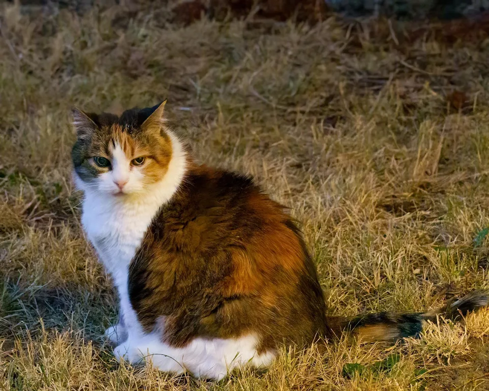 My 19 year old cat Calin enjoying an evening outside