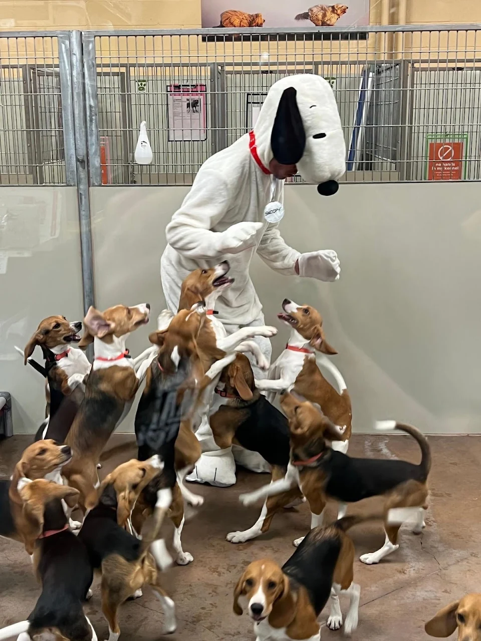 Beagle puppies rescued from a medical testing facility got to meet Snoopy.