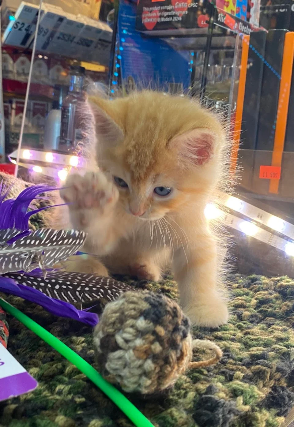 My local smoke shop had a kitten on display at the front counter today.