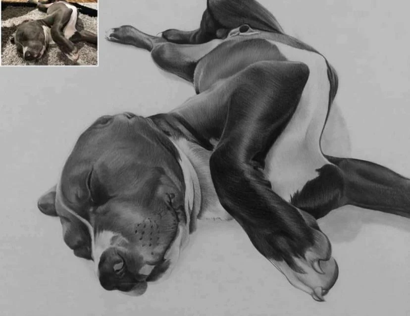 Charcoal pencil portrait of a dog commission artwork for my client