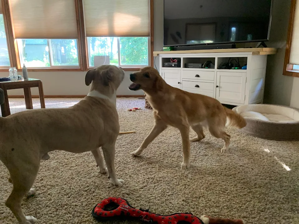 My dog birdie (right) and clyde (left) playing