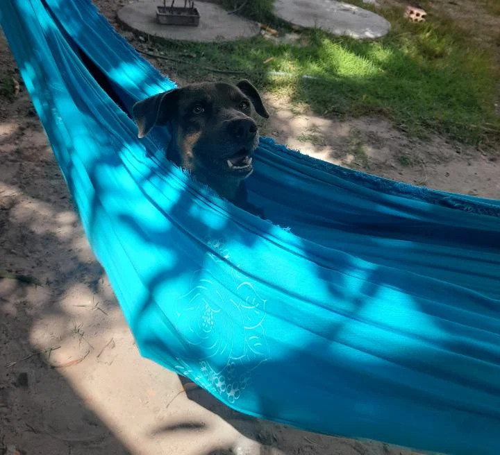 My dog relaxing on my hammock