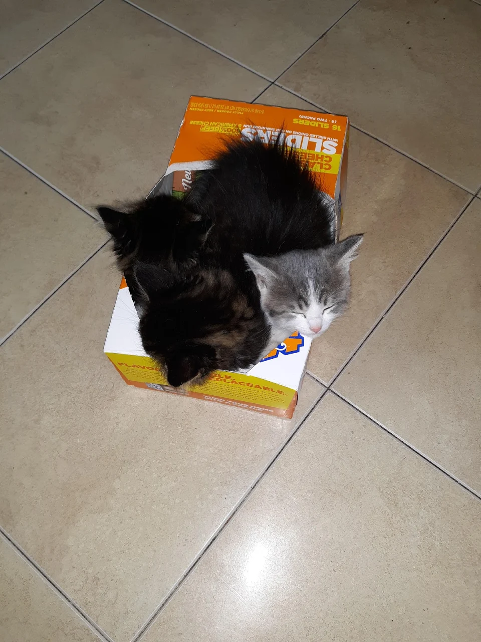 Just 4 kittens napping in a box