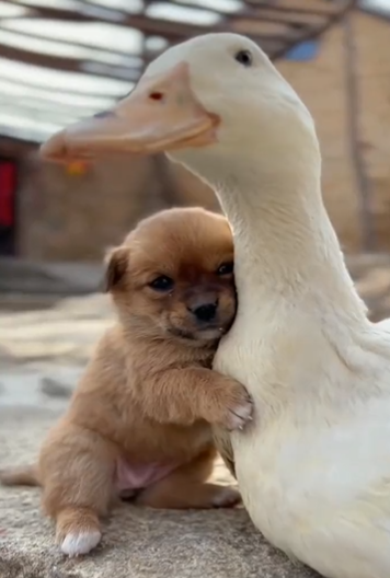 This puppy hugging a duck