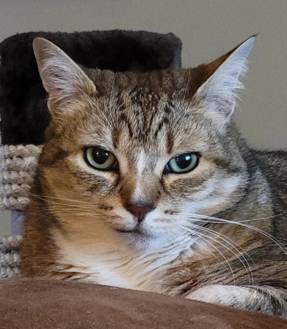 i laughed outloud at something on t.v. and this was my cat, pixel's face afterwords. 🤣🤣🤣 (OC)