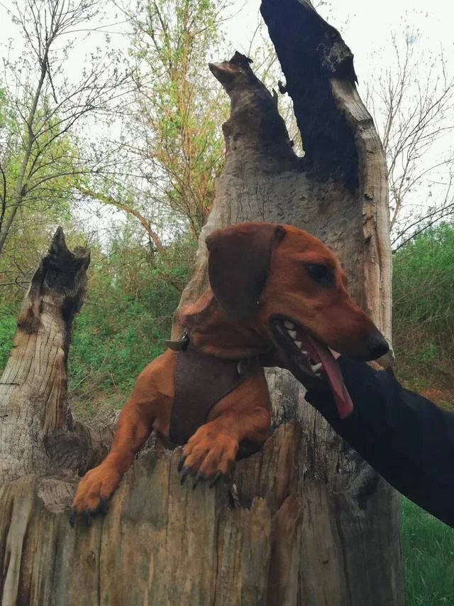 And this is my dog, climbed into a hollow, lol) How do you feel about dachshunds? Write your favorite breed in the comments PS I have an even bigger dog