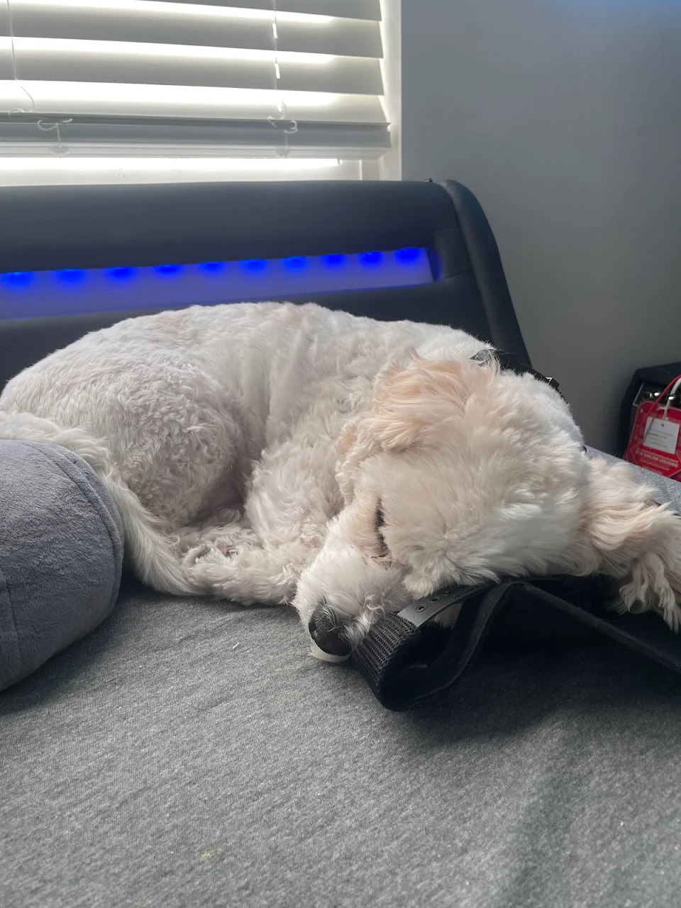 my dog really likes sleeping on random items that are on my bed.