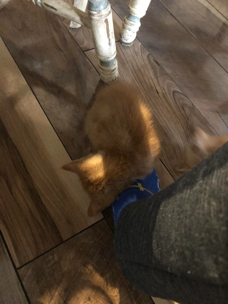 I was just Vibing eating some food and then my kitten decided to sleep on my foot, not part of it, like he’s balancing on my entire foot and just went to bed. What do I do?