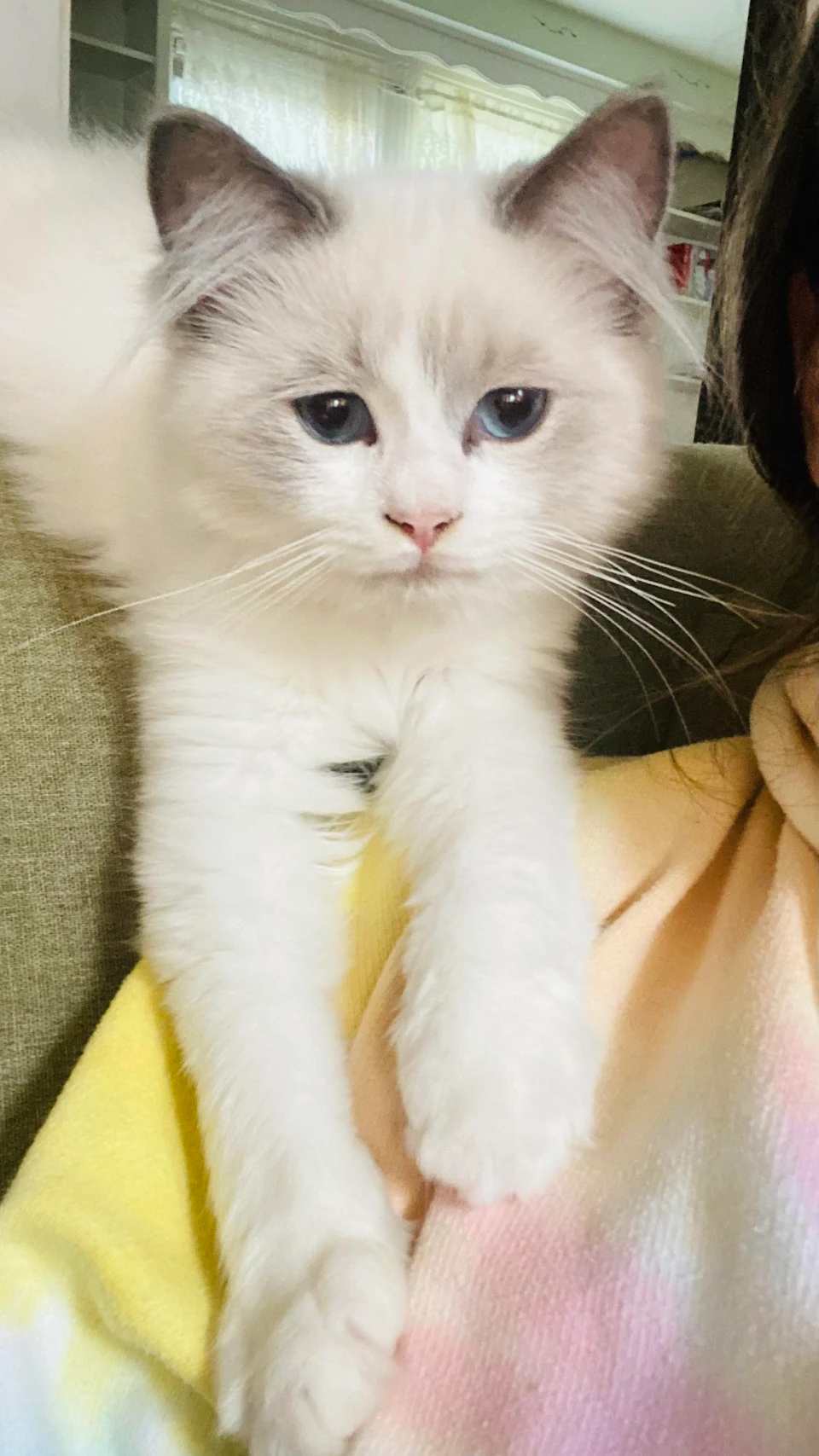 Dear Reddit, this is Monet my shoulder kitten