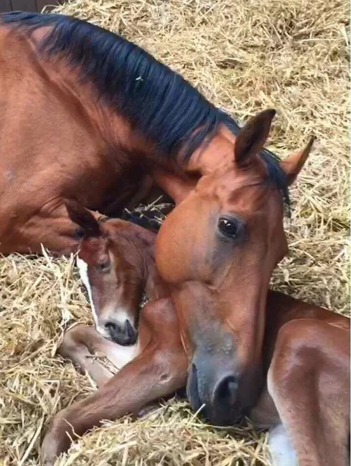 Mare And Foal 🐎