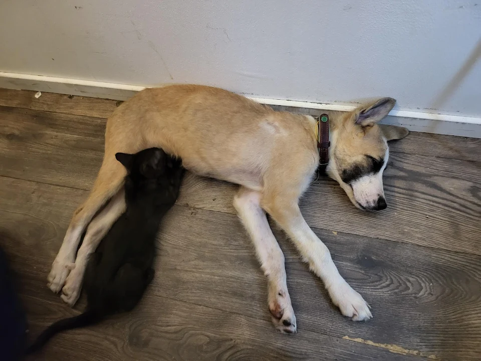 one month ago, Fierce the kitten saved Squish's life. Now he nurses on the puppy and they both love it