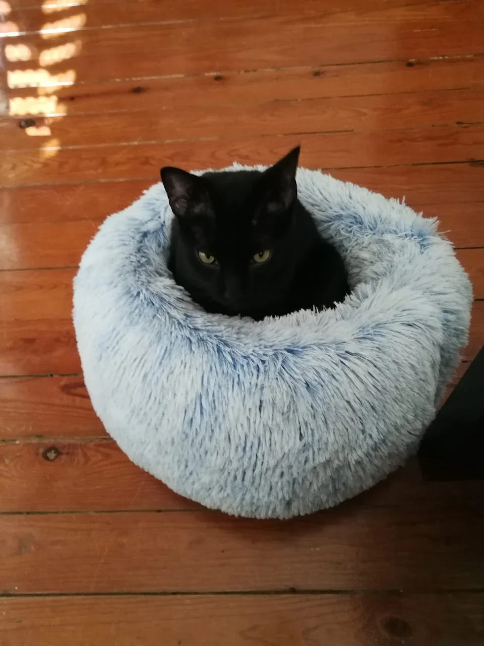 We bought this bed about seven months ago. Today, Tito decided to try it for the first time.