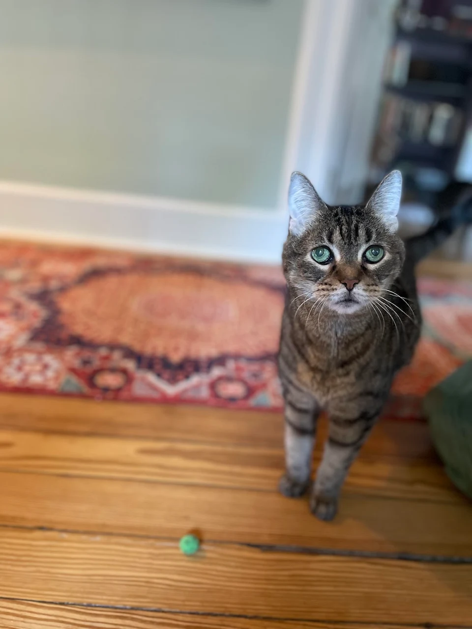 Our old lady tabby with her favorite toy