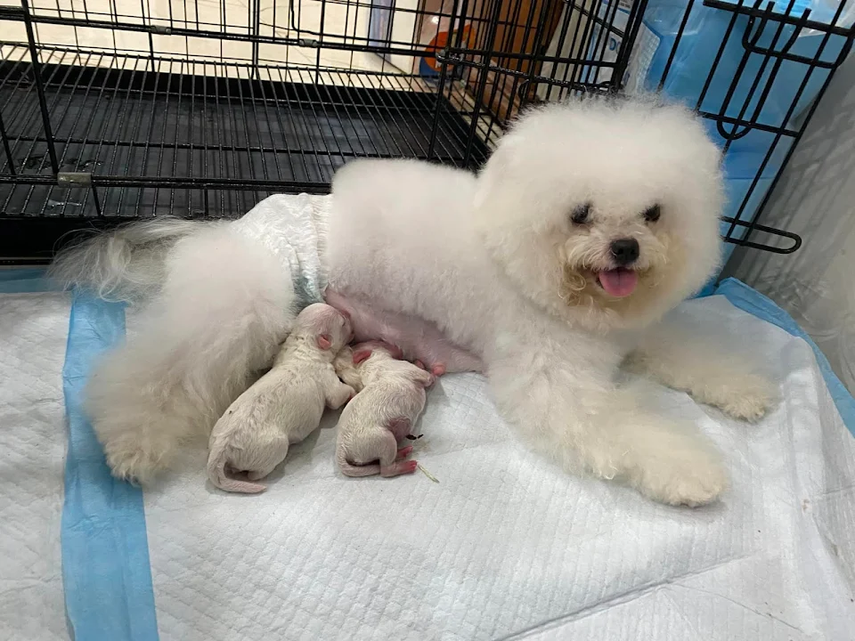 This morning, my dog gave birth to her pups