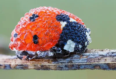Ladybug Covered in Dew, Photo Credentials to Cristian Arghius.