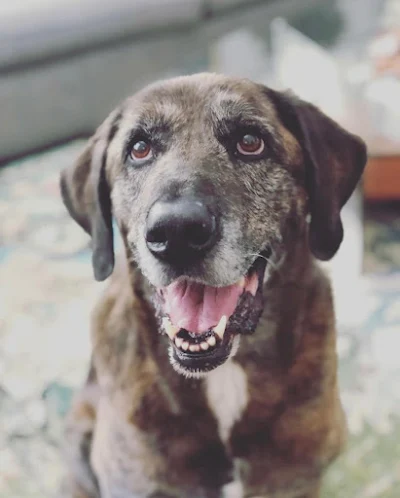 Our dog sitter took this photo of our dog Lilly. Pure happiness. 😊She’s nine this year and such a good girl.