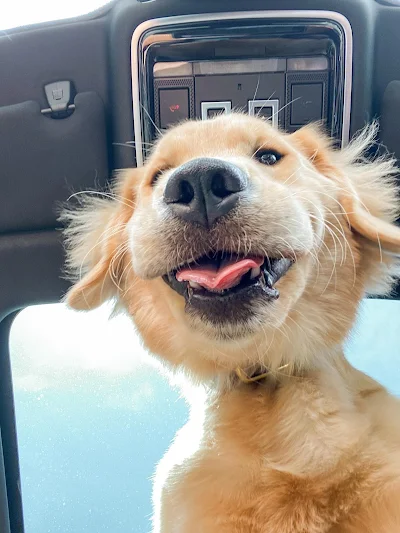 Big smiles from Boomer the Golden