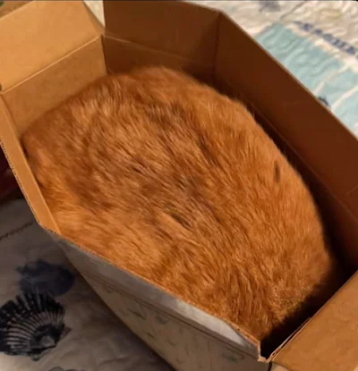 I think my cat likes the box