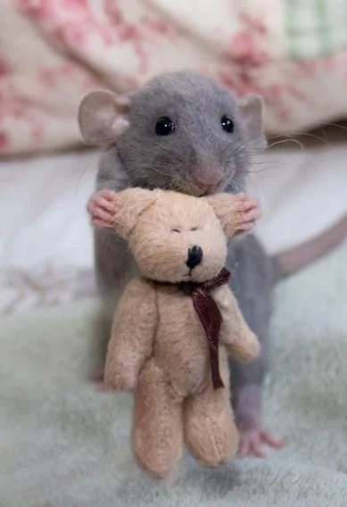 This tiny mouse with her even tinier teddy bear!