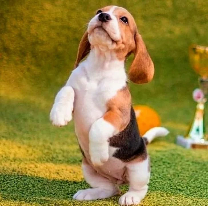 Beagle Hound Puppy 🤎🖤🤍