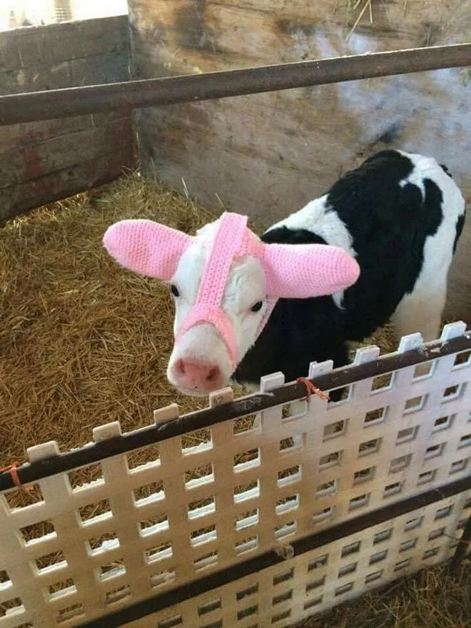 To stop frost bite, baby cows are knitted ear warmers