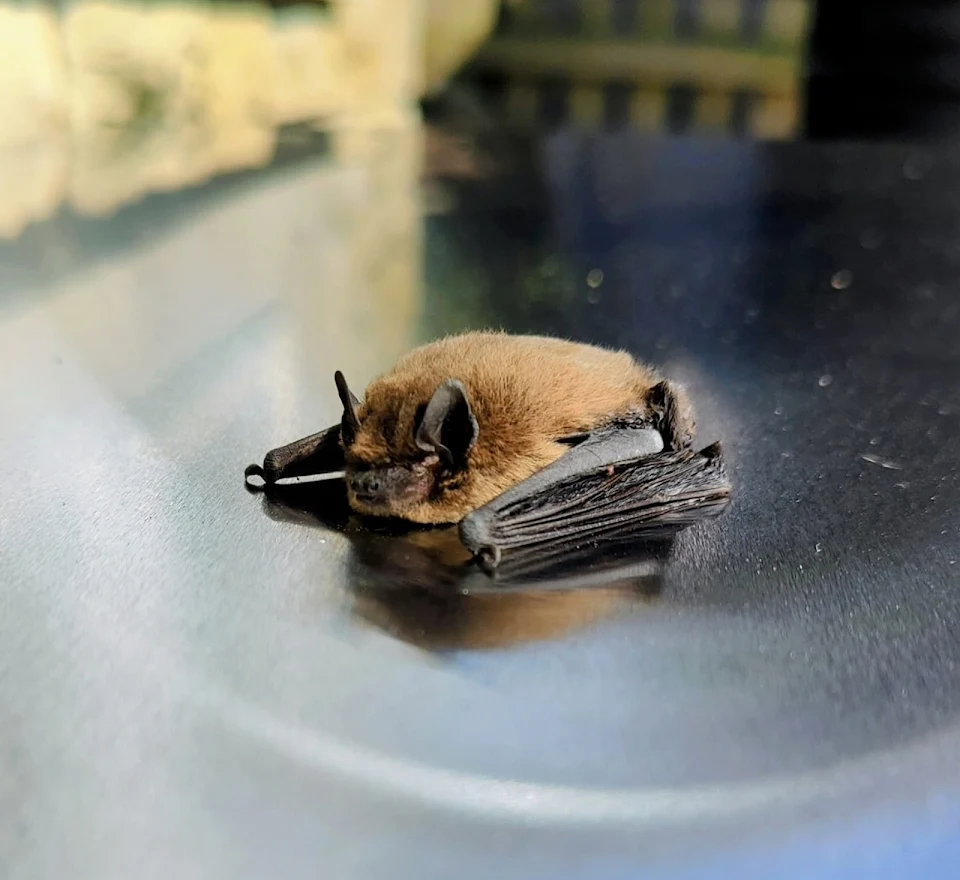 This bat I found sleeping on my table