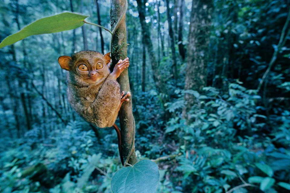 Philippine tarsier after having just eaten a cricket.