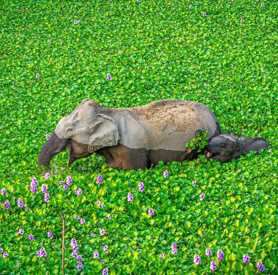 An elephant and her child wading through water hyacinth in Kaziranga National Park - photo by Kunal Gupta