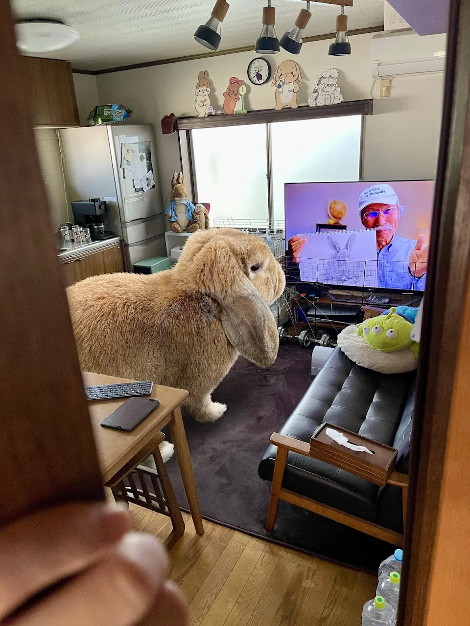 Bunny watching favorite show