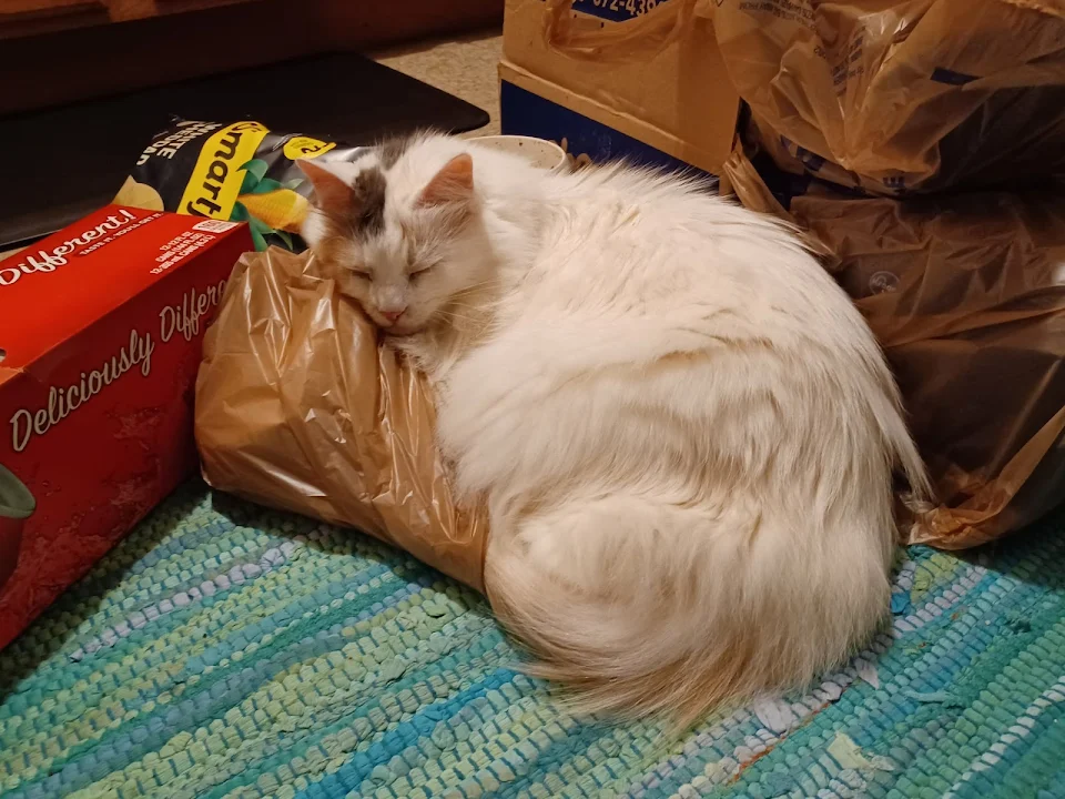 I was going to put the groceries away. Annie decided that no I will not.