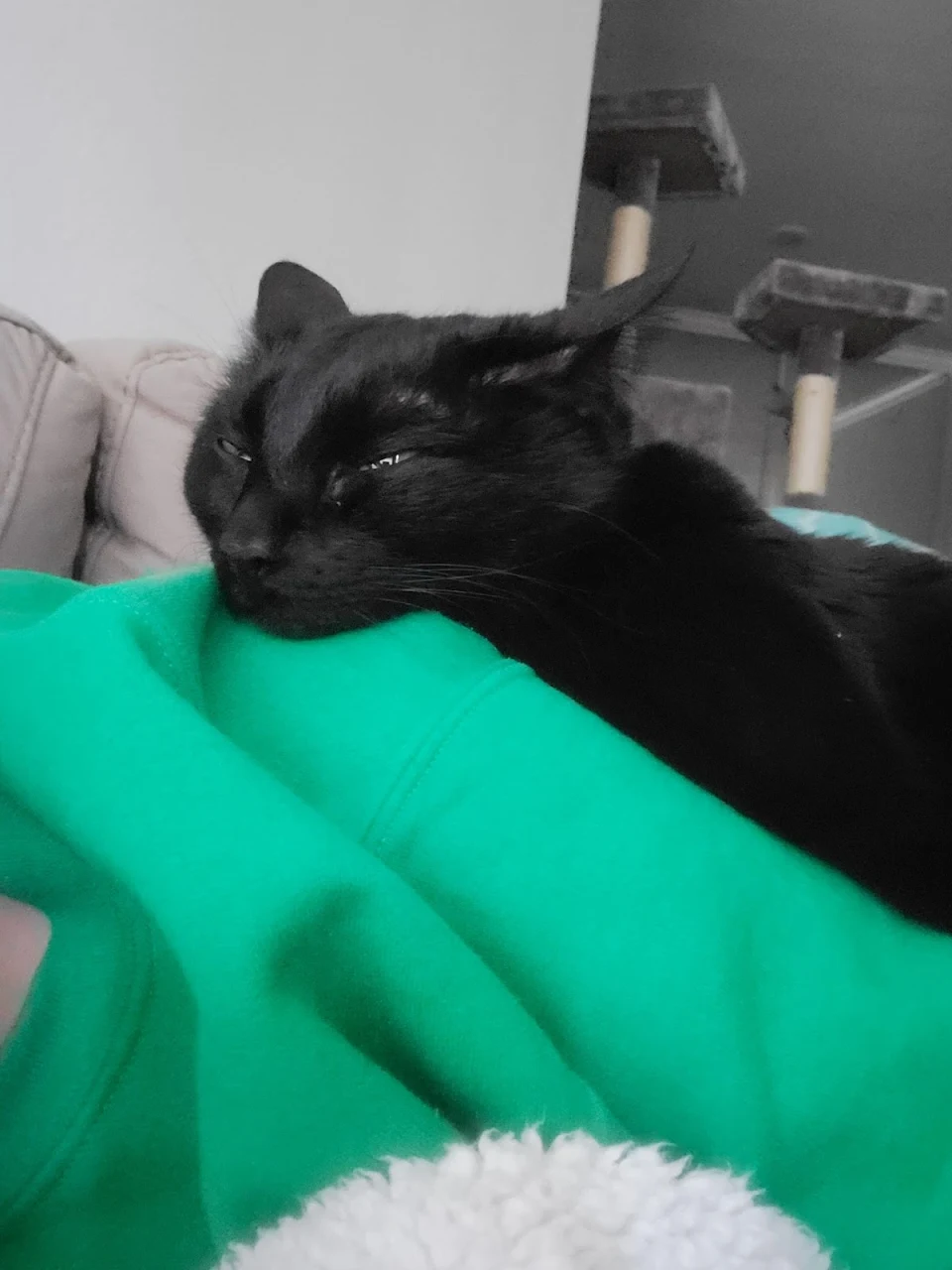 Snuggles from my cat that isn't usually a snuggler. Makes me happy to see her comfortable and relaxed like this!