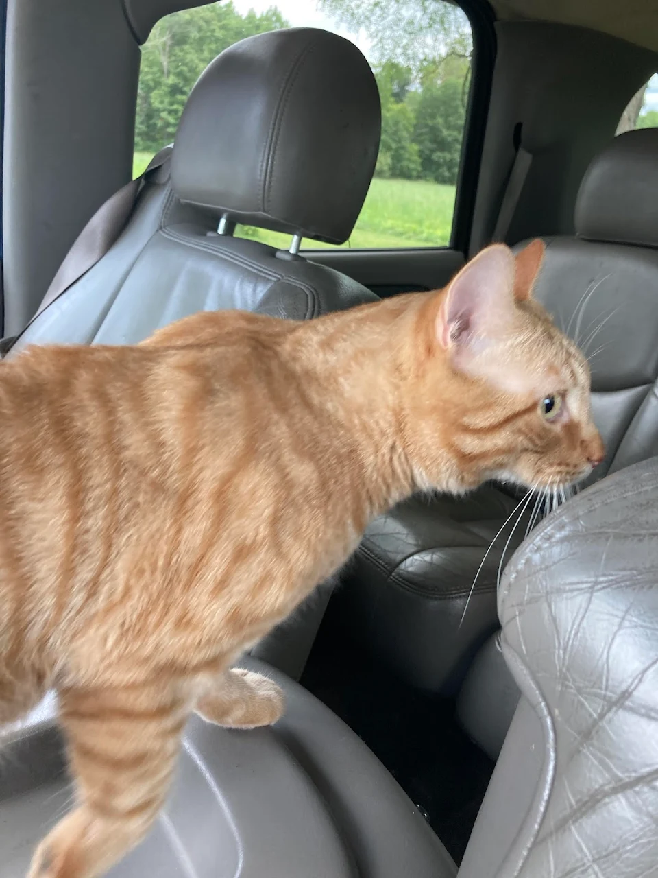 He does not like the car.