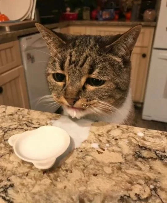Aww, poor baby. I'll get you another bowl don't you worry!