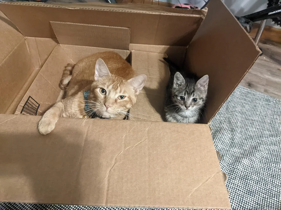 Big orange boy with his foster brother