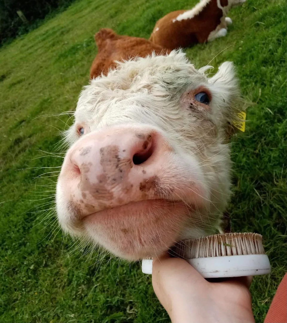 Brushing a heifer