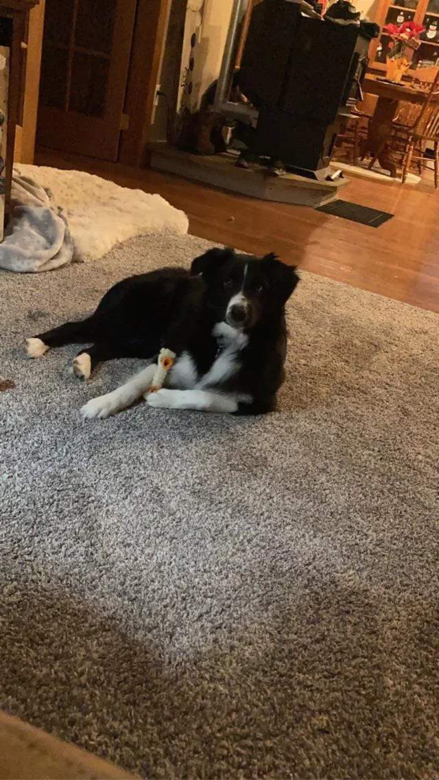 She was holding the bone with her paws 😂🥰