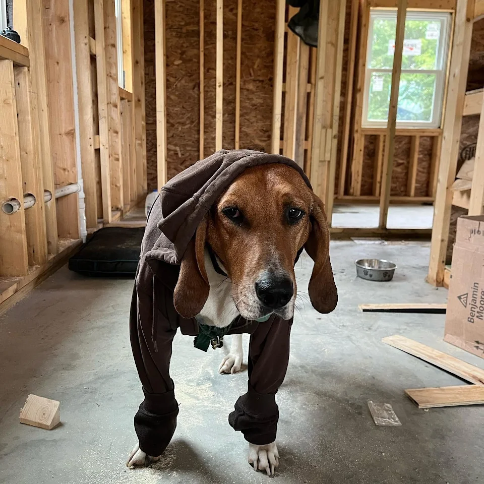 Jobsite hound just trying to fit in