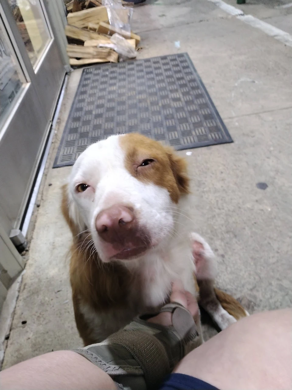 Goodest girl came up to me at work and let me give her some loves