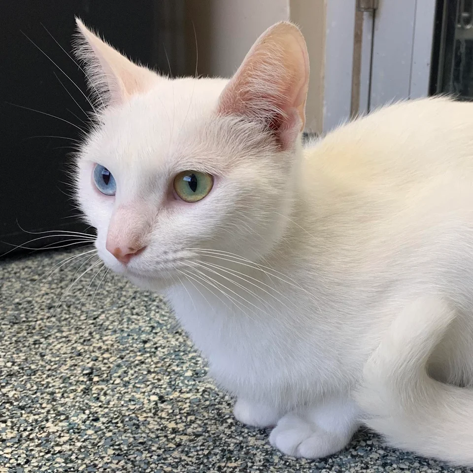 This is Pinky, a very sweet and timid girl who also has heterochromia! She’s waiting to find her furever home