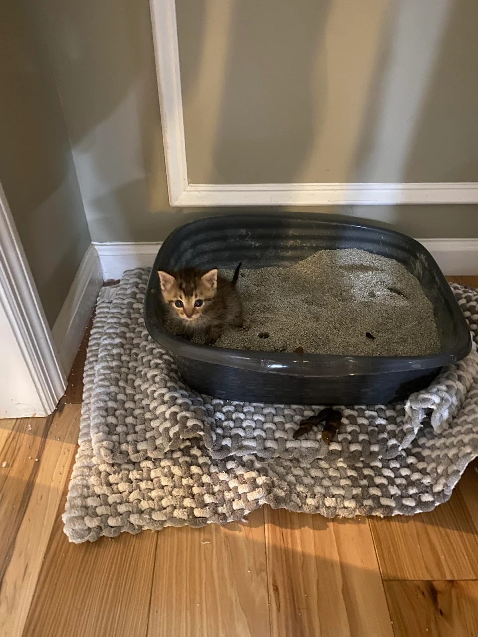 (oc) for anyone who saw my last post about my mom fostering a kitten, she did her first litter box pee 😺😺 ft our older cats poop outside the litter box 😐