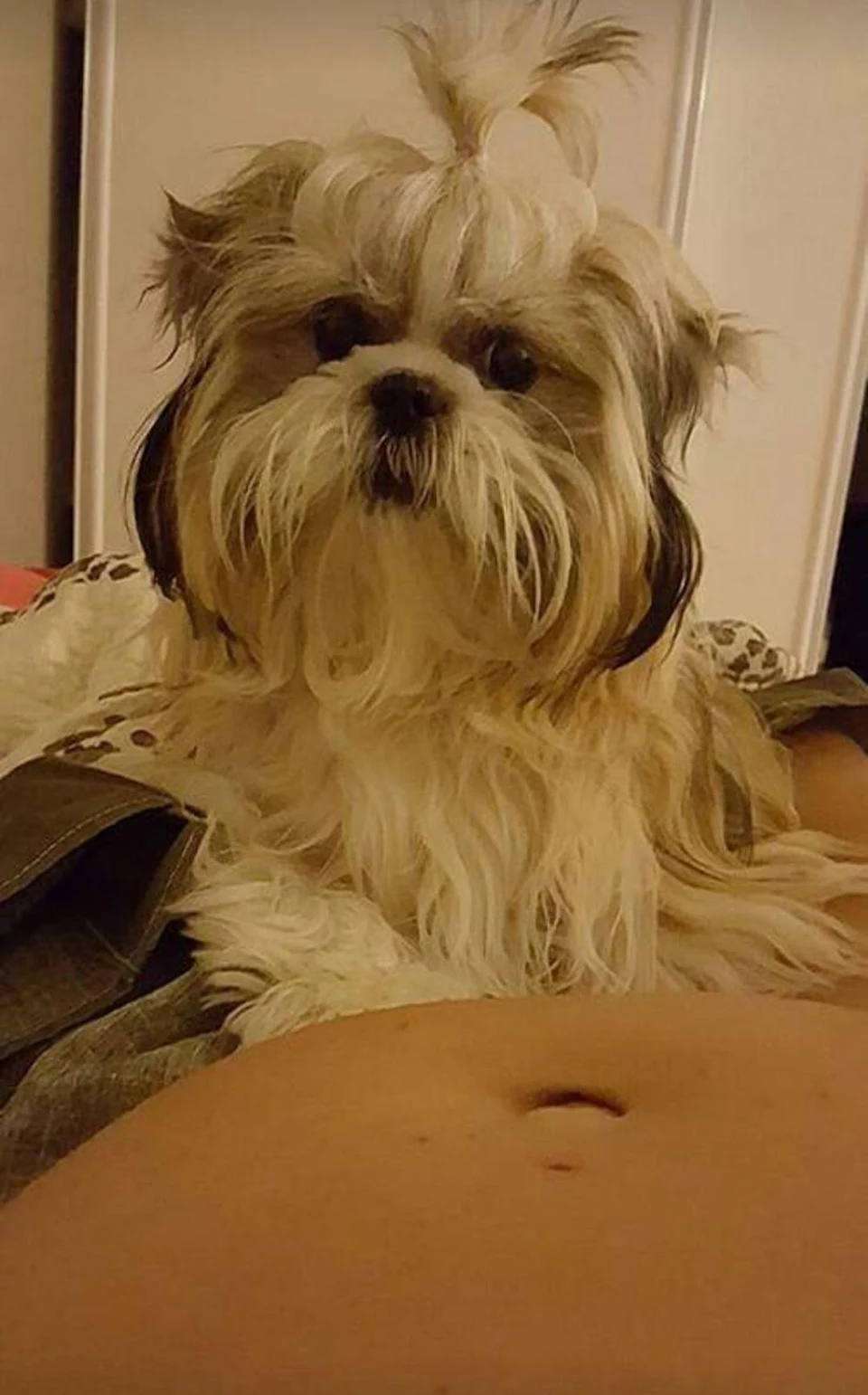 Shih-tzu. she is waiting for the arrival of the new member that is in my belly. isn't it very cute